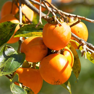 Set of 2 Persimmon Trees Bare Root, 1-2 Feet Tall Hardy Fruit Tree Seedlings for Outdoor Planting, Dormant Live Persimmon Bareroots
