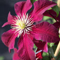 Deep Red Clematis Vine Plant Live for Planting, Fragrant Clematis Plant Live in 2.5 Inches Pot, Clematis Flowers Perennial
