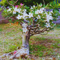 Desert Rose Plant Live, White Adenium Desert Rose Plant, 5 to 7 Inches Long, Cactus Succulent Plant Perennial Flowering