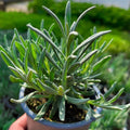 Lavender Plant Live, Fragrant Lavender Herb with Purple Blooms, Gardens, Containers, and Indoor Planting 2-3 Inches (Provence)