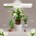 Set 2 Jasmine Plant Indoor Live, 5 to 7 Inc Tall, Jasmine Flower Plants Seedlings No Pot, Annual Flower Blooming