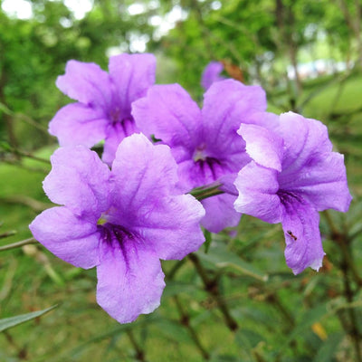 Mexican Petunias Live Plants, Purple Mexican Petunia Plant Live in 4" Pot, Starter Plant from 3 to 5 Inches Height, Vibrant Shrub for Outdoor Garden