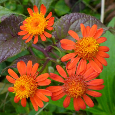04 Mexican Flame Vine Live Plants for Spring Planting, 4-6" in Tall, No Pot, Fast-Growing and Blooming, Orange Flower