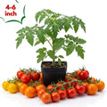 Cherry Tomato Live Plants, 2 Plant Per Pot, Tomato Plant 5-8" Tall