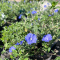 3 Evolvulus Blue Daze Live Plants, 4–6 Inch Tall Perennial Flowers, Well-Rooted Ground Cover for Indoor and Outdoor Spaces