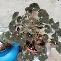 Begonia Live Plant, Black Begonias Live Plant Outdoor 3.5 Inches Pot, Rare Begonias Live Plant House Plant, Indoor House Live Plant, Ornamental Plant Live Indoor
