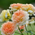 Honey-Apricot Rose Bushes Ready to Plant, Climbing Roses Live Plants Fragrant, 6-8 Inc Tall in Pot, Year-Round Blooming, Can Grow as Bush or Climber