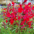 Hot Lips Sage Live Plant, Salvia Plant Live Herb for Grow Indoors Outdoor in 2.5 Inch Pot, Change Color to Red in Summer