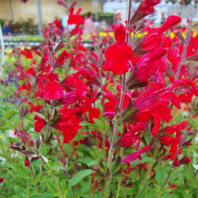 Hot Lips Sage Live Plant, Salvia Plant Live Herb for Grow Indoors Outdoor in 2.5 Inch Pot, Change Color to Red in Summer