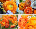 Ranunculus Bulbs for Planting, 25 Mix Ranunculus Bulbs for Fall Planting, French Peony Ranunculus Corms Bulk Ranunculus Flowers Buttercups