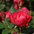 Roses Plant Live, in Pot, Fragrant Roses Flowers, Everblooming Ornamental Garden (Red)