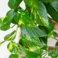 Golden Pothos Plant Live in 4 in Potted, House Plant for Growing, Pothos Live Plant Pot