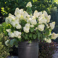 Hydrangea Plant Pot, Hydrangea Tree Live Plant, Hydrangea Live Plant, 6 to 12 Inches Tall (Lime)