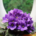 Purple African Violets Live Plants, African Violet Plant, 4 Inc Pot