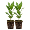 Set of 2 Bay Leaf Plants Live, Bay Laurel Culinary Herb Plants, 5–8 Inches Tall, Fragrant Herb for Indoor or Outdoor Growing