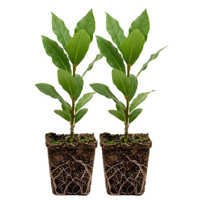 Set of 2 Bay Leaf Plants Live, Bay Laurel Culinary Herb Plants, 5–8 Inches Tall, Fragrant Herb for Indoor or Outdoor Growing