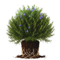 Rosemary Plants Live, Herb Plant, 4 Inc to 7 Inc Tall, Set 3 Plants