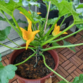Set 2 Squash Plants Live for Planting, Yellow Zucchini Plants Live for Planting, Vegetable Plant 4 Inches Pot