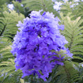Jacaranda Tree Plant Live, 4 Inc Potted, Jacaranda Mimosifolia Purple Flowering Tree for Planting Outdoor Garden