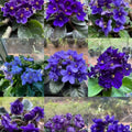 01 Random African Violet Plants Live in Pot, 01 Flowering Violets Indoor Outdoor Blooming, Vibrant Color Houseplant Décor Year-Round
