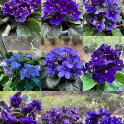 01 Random African Violet Plants Live in Pot, 01 Flowering Violets Indoor Outdoor Blooming, Vibrant Color Houseplant Décor Year-Round