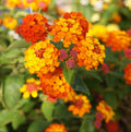 2 Lantana Plants Live, Lantana Live Plants for Planting Outdoors, Perennial Plants, Well Rooted, Red Lantana