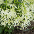 White Fringe Tree Plant in Quart Pot, 6 to 12 Inch Tall Fringe Plant for Garden, Fringe Tree Plants Live, Fringetree Starter Plant, White Flower Fringe Tree Plants