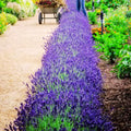 3 Lavender Plants Live Starter Plants 1-3" in Tall, Hardy Perennial Lavender for Garden and Landscape with Fragrant Purple Blooms, No Pot (Light Blue)