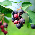 Serviceberry Plant Live 6 to 12 Inch Tall, Thornless Serviceberry Bush Live Plant Well Rooted to Grow