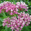 2 Pink Milkweed Plants Live Butterfly Asclepias Tuberosa, Wildflowers Perennial Bush, Swamp Common Plant, 5-9" in Tall, No Pot