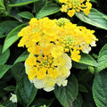 2 Lantana Plants Live, Lantana Live Plants for Planting Outdoors, Perennial Plants, Well Rooted, Yellow Lantana