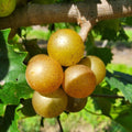 Grape Vine Live Plant 1-2 Year Old, Sweet Grape Plant Live for Growing, Grape Fruit Well Rooted Plant Bareroot (Sweet Muscadine Grape)