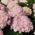 Blue Pink to Purple Hydrangea Flower Live Plant 4" Pot, Hydrangea Shrub Flower Plants for Outdoor or Indoor Planting, Change Color Perennial Plant