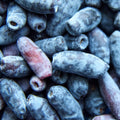 Blue Haskap Berry Plants, Honeyberry Fruit Plant Live, Honeysuckle Plant, 4-6 Inches for Planting Outdoor Garden