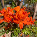 Fragrant Orange Honeysuckle Plants Live Vines, Perennial Lonicera Tecoma Honeysuckle Plants, 5 to 9 Inches Tall