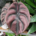 Rare Alocasia Plant, Red Alocasia Live Plant in 4 Inches Pot for Houseplant