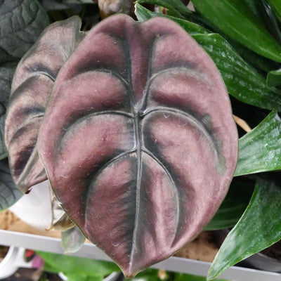 Rare Alocasia Plant, Red Alocasia Live Plant in 4 Inches Pot for Houseplant