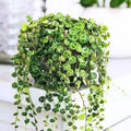 String of Turtles Plant Live, Trailing Succulent Vine, Rare Live Indoor Plant in Pot
