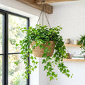 Green English Ivy Live Plant, Ivy Plant Live, 4 Inc Pot, 4-7 Inc Tall, Easy Care Trailing Indoor Houseplant for Hanging Baskets, Container Gardens
