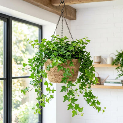 Green English Ivy Live Plant, Ivy Plant Live, 4 Inc Pot, 4-7 Inc Tall, Easy Care Trailing Indoor Houseplant for Hanging Baskets, Container Gardens