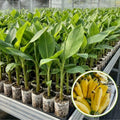 Basjoo Banana Live Plant, 4-7 Inch Tall, Banana Fruit Plant, Tropical Fruit Tree in Garden, No Pot