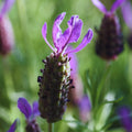 2 French Lavender Plants Live Lavender Plants for Outside Inside, 4 to 6 Inches Long, Perennial Flower Plant Gardening