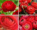 Ranunculus Bulbs for Planting, 25 Mix Ranunculus Bulbs for Fall Planting, French Peony Ranunculus Corms Bulk Ranunculus Flowers Buttercups