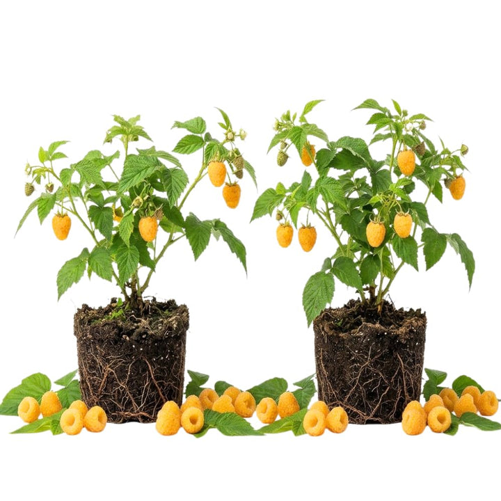 2 Fall Gold Raspberry Plants Live, Sweet Edible Berry Bush, 4-9"