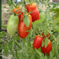 Red Tomato Live Plant, Tomato Plant Live, Long Red Sweet Fruit Plants from 4-7 Inches in Height, 4 Inch Pot for Growing
