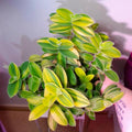 Wandering Jew Tradescantia Velvet Plant Live in 3.5" Pot, Cold Hardy, Indoor Outdoor Spring Planting