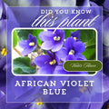 African Violets Plant Live in 4'' Pot, Fast-bloming Indoor Outdoot Flowering Plant with Vibrant Blooms (Blue African Violet)
