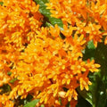 2 Orange Milkweed Plants Live Butterfly Asclepias Tuberosa, Wildflowers Perennial Bush, Swamp Common Plant, 5-9" in Tall, No Pot