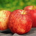 Honey Crisp Apple Tree Live Plant, Fruit Bearing Tree, 2-3 Ft Tall