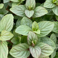 Pack 3 Chocolate Mint Plants, 4-6" Mint Herb Plants, Fragrant Herbs Starter Plant, Herb Plant in Soil, Easy to Grow